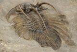 Rare, Spiny Kolihapeltis Trilobite - Atchana, Morocco #193681-4